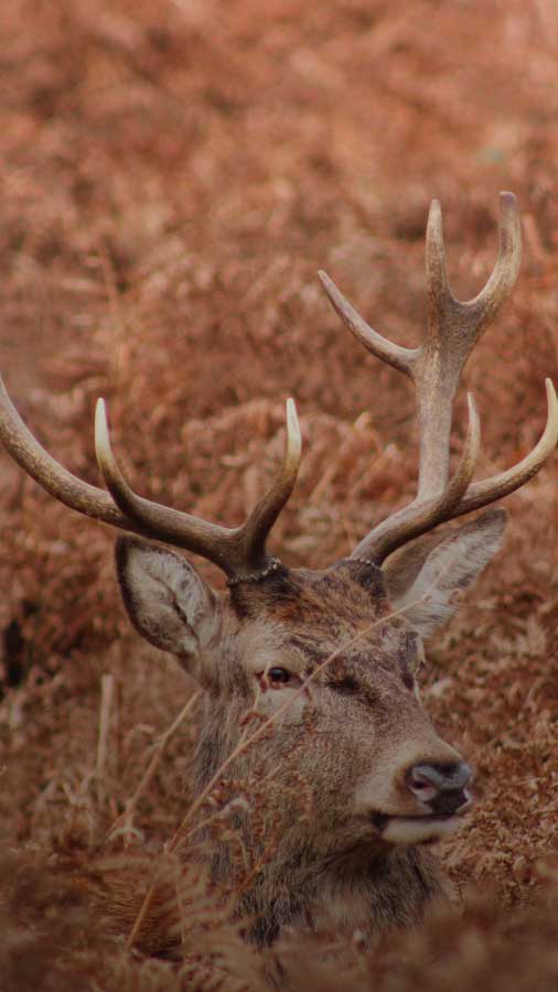 Stag in the bushes